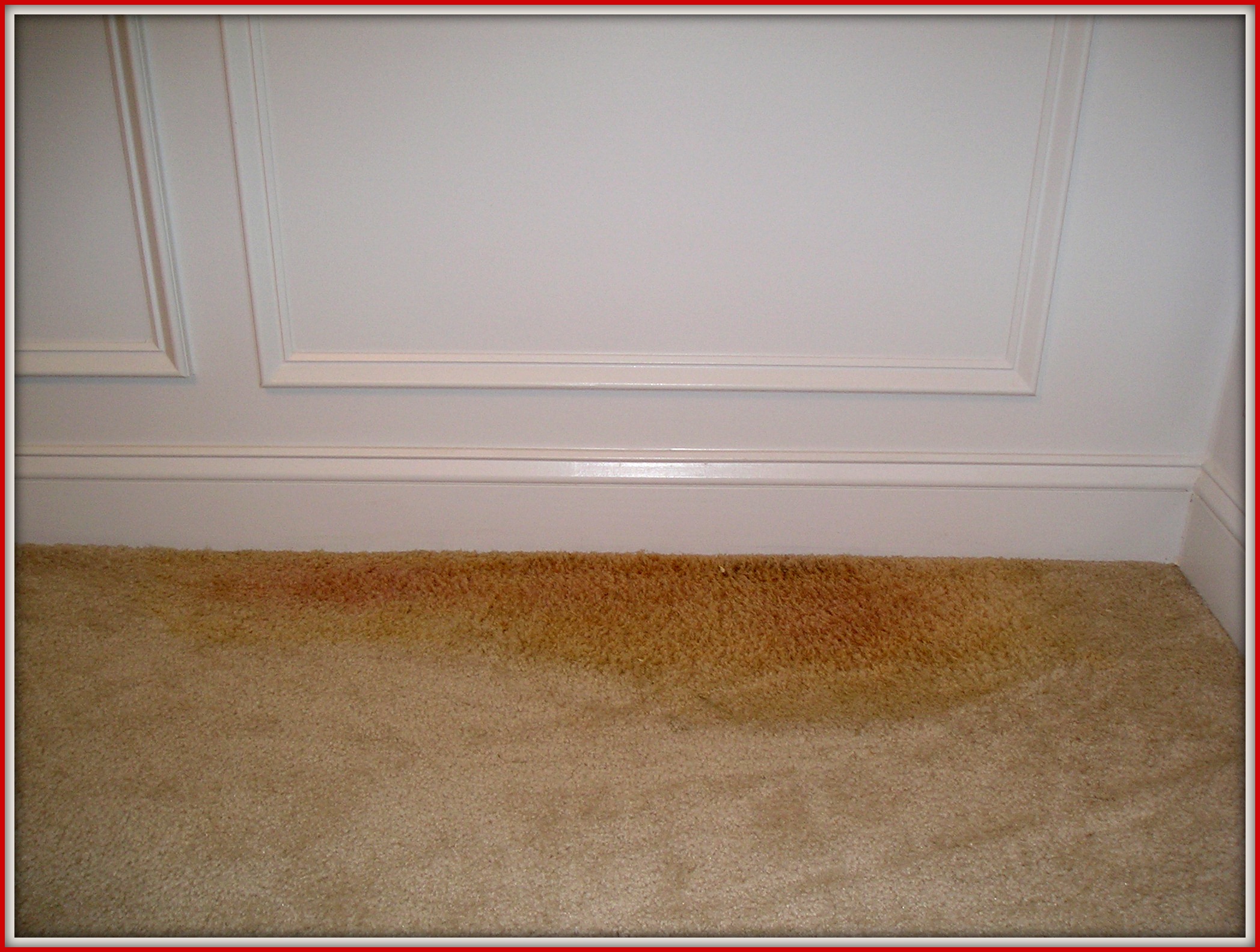 remove cat urine from rug